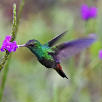 Rufous-tailed Hummingbird